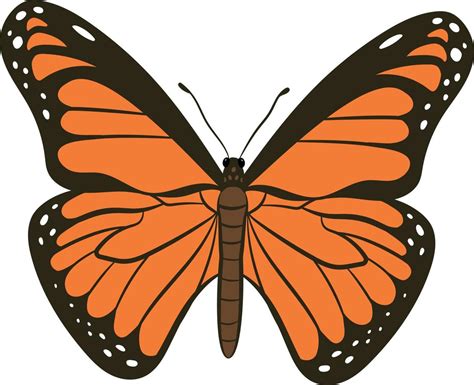 Butterfly top view 2d illustration 11505549 Vector Art at Vecteezy