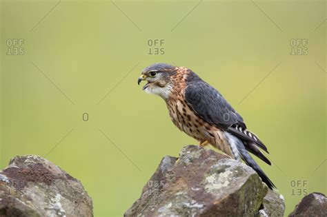 a portrait of a merlin falcon stock photo - OFFSET