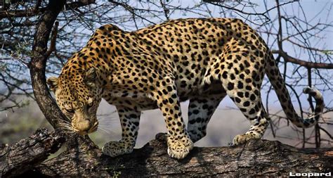 Hunting Leopard - Hunting Namibia