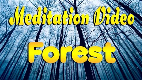 🙏 Meditation Video. Forest - YouTube