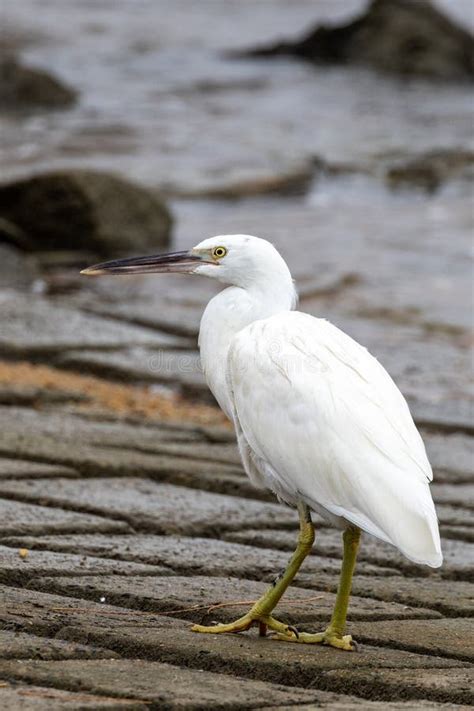 White Morph Eastern Reef Egret in Queensland Australia Stock Image - Image of colorful, ardea ...