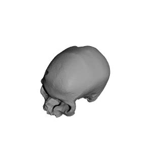 3D Printable Cro-Magnon - Homo Sapiens Sapiens Female Skull by ...