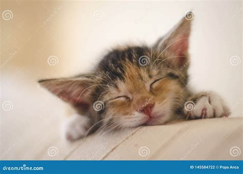 Tired Rescued 6 Weeks Cute Calico Kitten Sleeping and Dreaming on the Sofa Stock Photo - Image ...