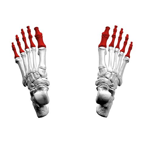 File:Phalanges of the foot04a superior view.png