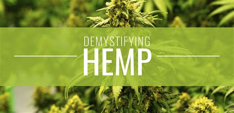 Demystifying Hemp: Harnessing the Power of Hemp Seed Ingredients