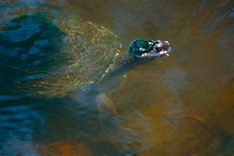 Mary River Turtle l Odd Reptile - Our Breathing Planet