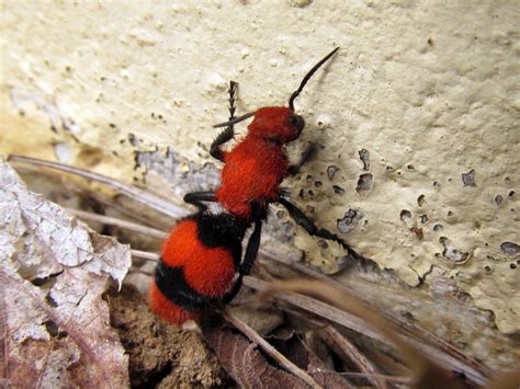 Red Velvet Ant Facts, Sting, Size, Habitat, Lifespan, Pictures