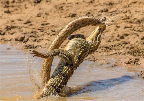 Crocodile and Python battle to the death. : r/natureismetal