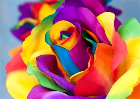 Images Multicolor Roses Macro Flowers Closeup