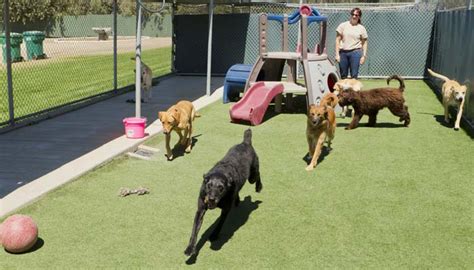 Best Obedience School for Dogs in the US & How to Pick the Right One