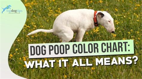 Understanding Orange Dog Poop: Causes, Symptoms, and Treatment for ...