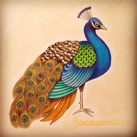 Peacock Pencil Drawing With Color