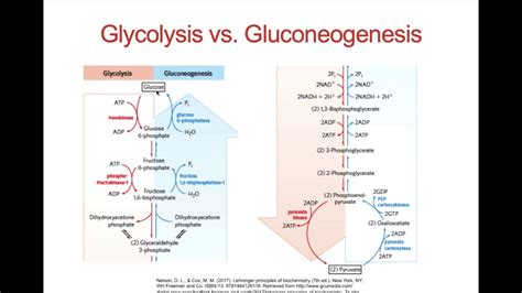 Glycolysis and Gluconeogenesis Presentation - YouTube