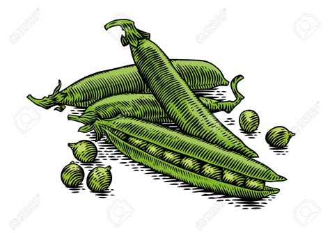 Pea Pod Drawing at GetDrawings | Free download