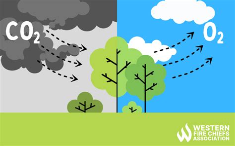 Exploring Carbon Sequestration Trees & Wildfire Prevention | WFCA