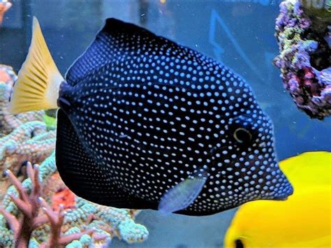 Top 10 Most Exotic Aquarium Fish In The World - Animal Hype