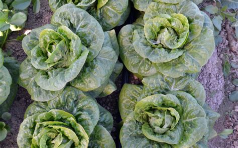 Little Gem Lettuce Seeds - Meridiem Seeds