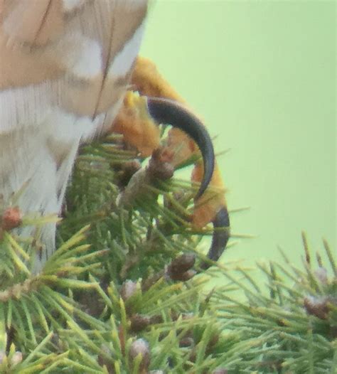 Sharp-shinned Hawk - talons close-up. | This is zoomed in fr… | Flickr