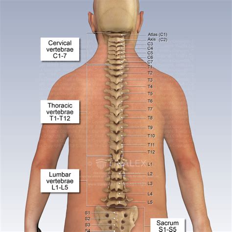 Thoracic vertebrae vertebral arch - glopshows