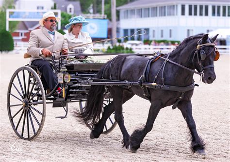 Five Things to Know About Your First Carriage Pleasure Driving Lesson | US Equestrian