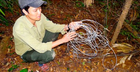 Saola - Global Wildlife Conservation