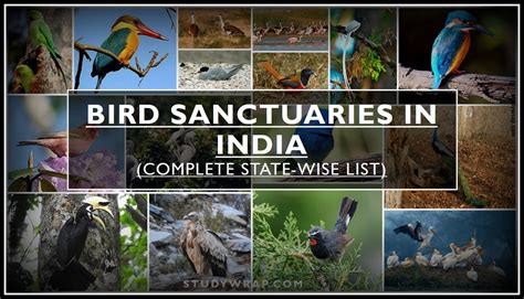 Bird Sanctuaries in India (Complete State-wise List) - Study Wrap