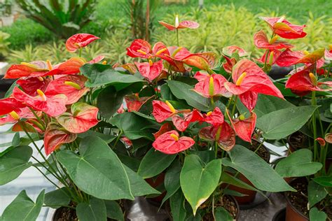 Anthurium | Description, Houseplant, Poisonous, & Facts | Britannica