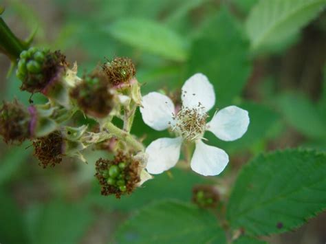 Free picture: blackberry, flowering