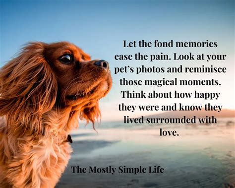 60 Comforting Quotes to Help with the Loss of Your Beloved Pet - The (mostly) Simple Life