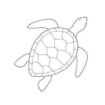 Sea Turtle Outline Images – Browse 8,799 Stock Photos, Vectors, and ...