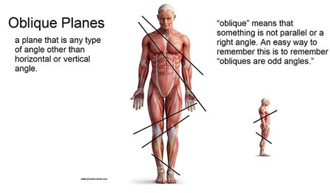 Oblique Plane Movement Examples