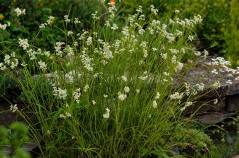 20 Evergreen Perennials For Shade