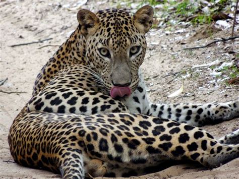 Safari Sri Lanka: Hidden Facts about Sri Lankan Leopard | Wild cats ...