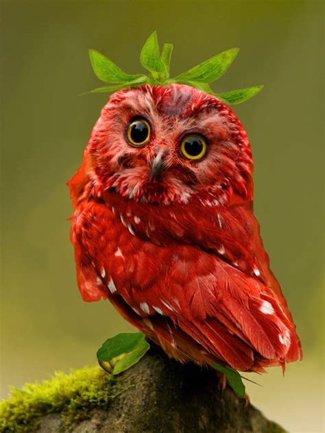 Strawberry Owl - Animal/Fruit Hybrid in Photoshop