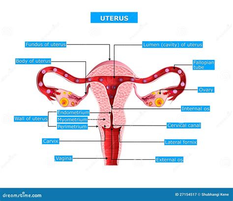 Anatomy Of Uterus Royalty Free Stock Photography - Image: 27154517