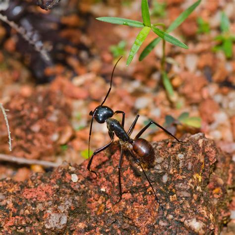 Camponotus gigas largest ant in Malaysian rainforest. Lenght 3 cm | Rainforest pictures ...