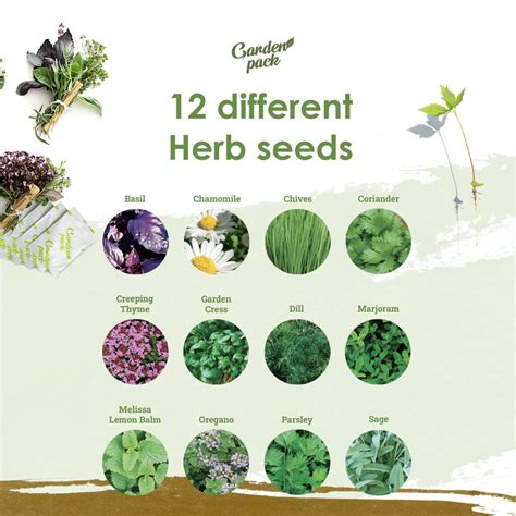 Herb Seeds For Planting 12 Varieties By Garden Pack