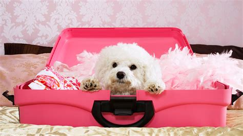 Best amenities at dog-friendly hotels – SheKnows