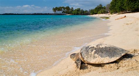 The Hawaiian Honu, Big Island Symbol of Wisdom and Good Luck