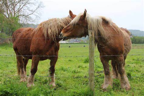 Percheron Horse Breed Profile