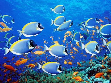 Underwater fish fishes tropical ocean sea reef wallpaper | 1600x1200 | 661457 | WallpaperUP