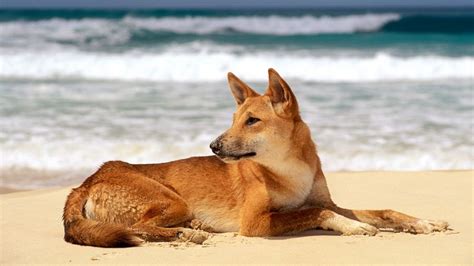 Dingo on beach at Fraser Island, Australia | Animales, Paisajes bonitos, Australianos