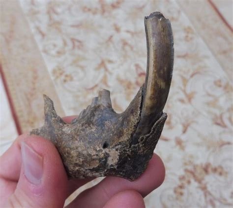 Fossil Beaver Jaw (Castor canadensis) teeth for Sale. Florida USA ...