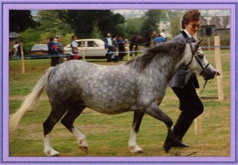 Ibornden Park Stud – Welsh Ponies