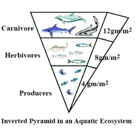 Biomass Pyramid Ocean