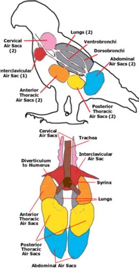 Avian (Bird) Anatomy - Images of Respiratory System by Jeannine Miesle