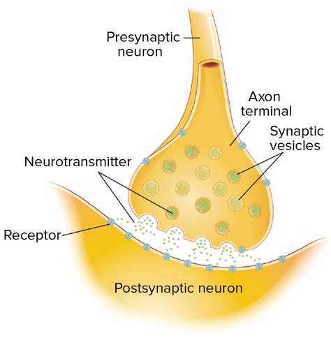 Neurotransmissores e receptores (artigo) | Khan Academy | Neurons, Neurotransmitters, Neuron ...