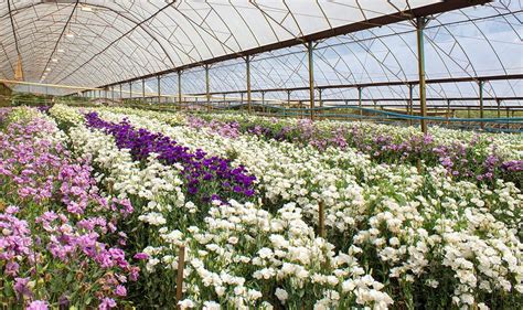 Floriculture Crops Summary expands to 50 states | Produce News