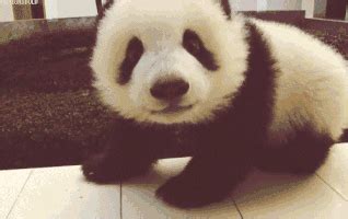 23 cute animal GIFs that you desperately need right now | For The Win