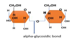 Glycosidic bond definition and structure - Science Query